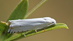 Hystrichophora vestaliana