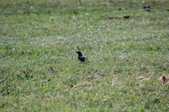 Leistes superciliaris