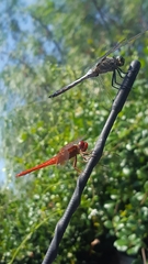 Crocothemis erythraea
