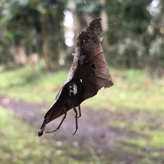 Phonognatha tanyodon