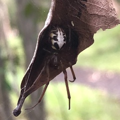 Phonognatha tanyodon