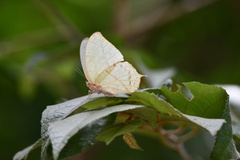 Zaretis callidryas