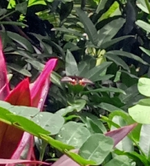 Papilio polytes ledebouria