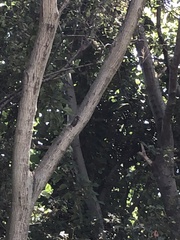 Graptopsaltria nigrofuscata