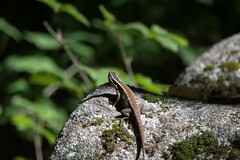 Liolaemus septentrionalis