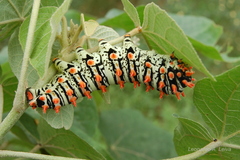 Rothschildia lutea