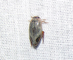 Coptotomus