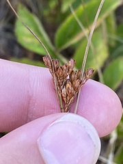 Juncus greenei