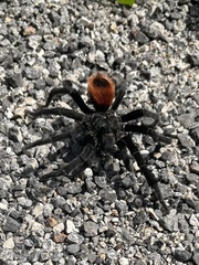 Tliltocatl epicureanus