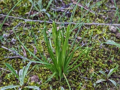 Diuris palustris