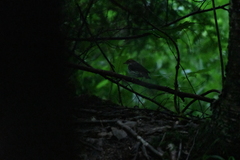 Parkesia noveboracensis