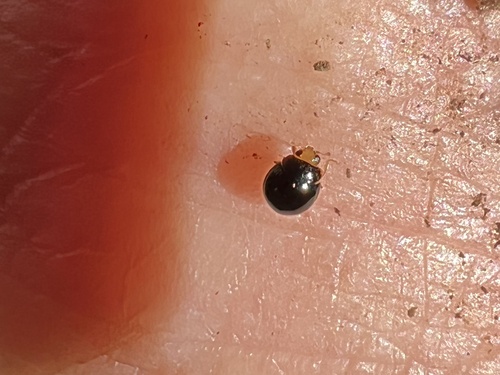 Whitefly Destroyer photo 3