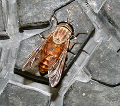 Tabanus limbatinevris