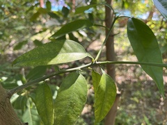 Capparis sabiifolia