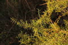 Acacia rupicola