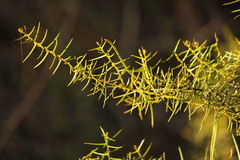 Acacia rupicola