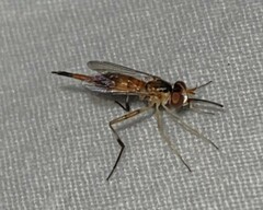 Stylogaster biannulata