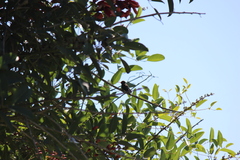 Hylocharis chrysura
