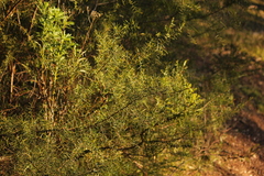 Acacia rupicola