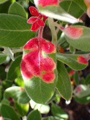 Exobasidium arctostaphyli