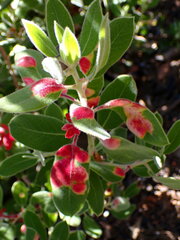 Exobasidium arctostaphyli