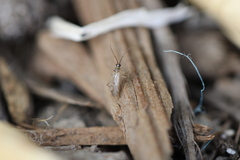 Engytatus modestus
