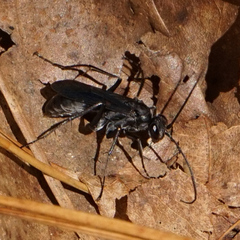 Priocnemis minorata