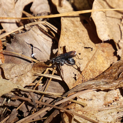 Priocnemis minorata