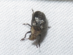Euparius paganus