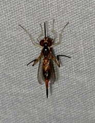 Stylogaster biannulata