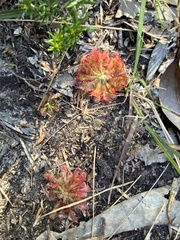 Drosera