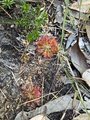 Drosera