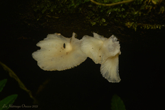 Pleurotus albidus