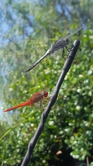 Crocothemis erythraea