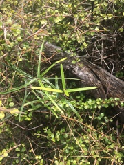 Parsonsia capsularis