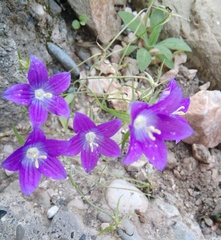 Campanula ramosissima