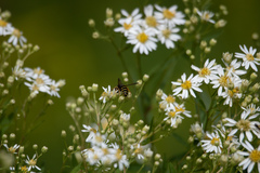 Dolichovespula arenaria