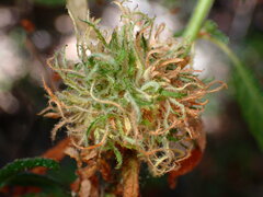 Asphondylia ceanothi