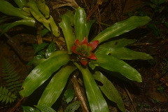 Nidularium innocentii