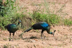 Pavo muticus