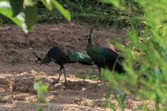 Pavo muticus