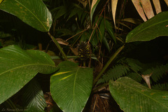 Goeppertia monophylla