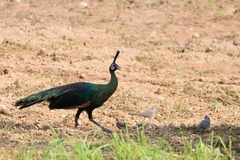 Pavo muticus