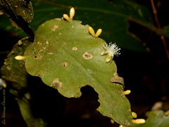 Rhipsalis elliptica
