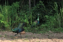 Pavo muticus