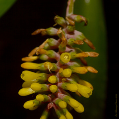 Aechmea blumenavii