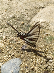 Protographium epidaus tepicus