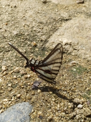 Protographium epidaus tepicus