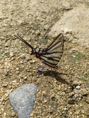 Protographium epidaus tepicus