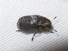 Euparius paganus